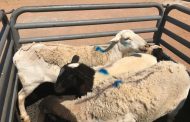 Duo arrested for Stock Theft
