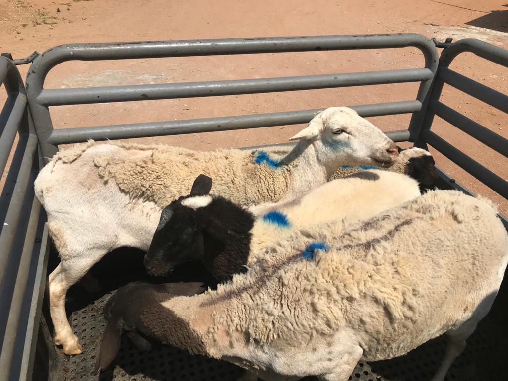 Duo arrested for Stock Theft