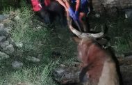 Bull rescued from a sewer pit in Oakford, KZN