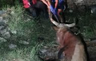 Bull rescued from a sewer pit in Oakford, KZN