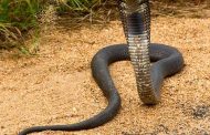 Public urged to be alert after numerous snake callouts in KZN