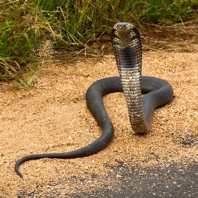 Public urged to be alert after numerous snake callouts in KZN