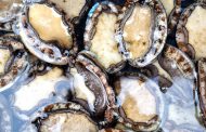 Over R1 million worth of Abalone seized in Cape Town