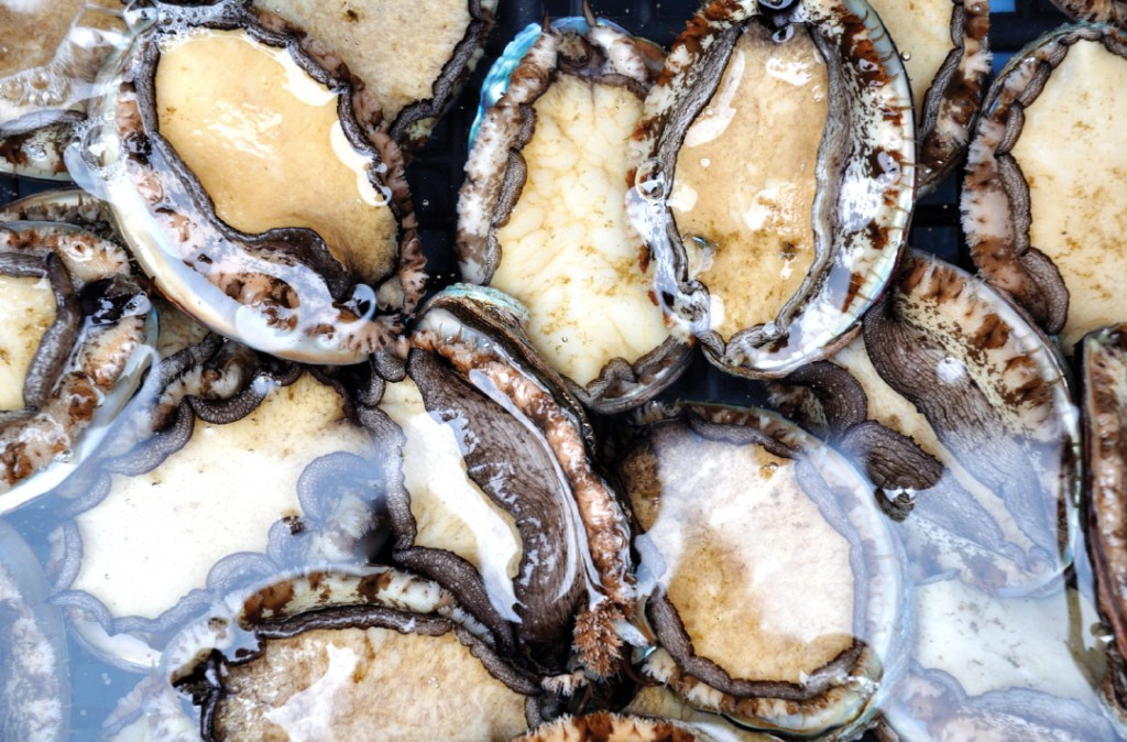 Over R1 million worth of Abalone seized in Cape Town