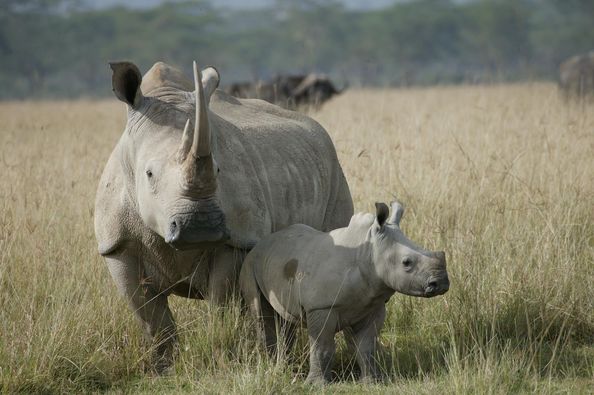 Police in Lephalale launch manhunt for rhino poaching suspects