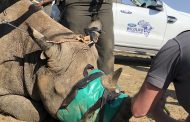 Ford Wildlife Foundation Sponsors EWT Team in 2020 Rhino Peak Challenge