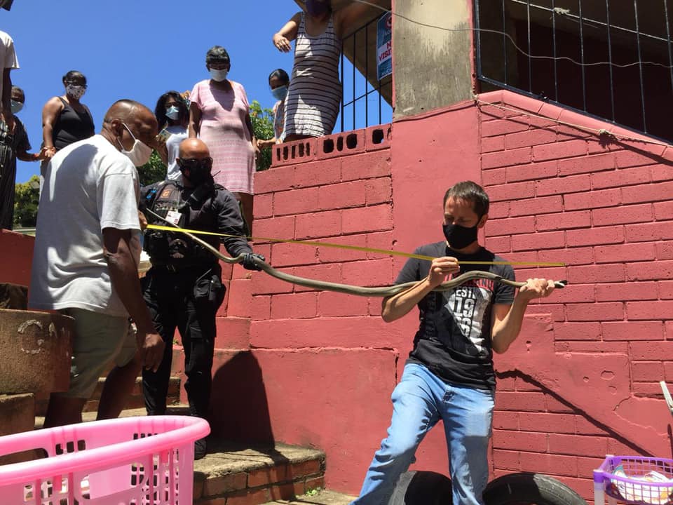 Black Mamba Captured in Belverdere, KZN