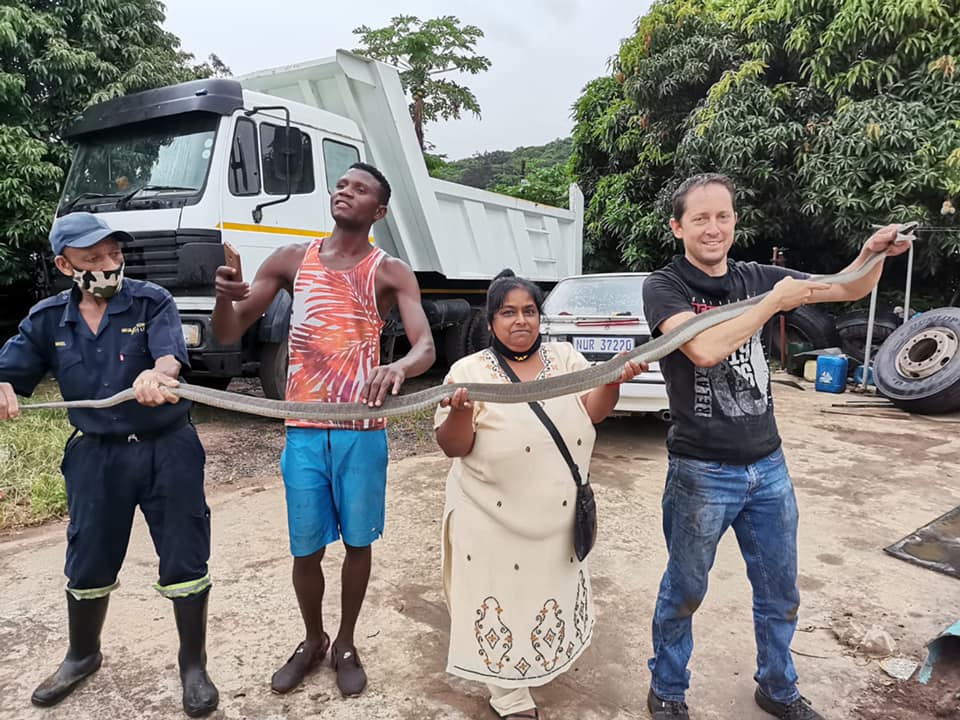 Black Mamba Found In Truck Yard in Oaklands, KZN