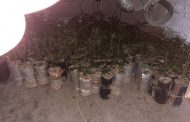 Two arrested after Hawks bust alleged dagga ‘lab’