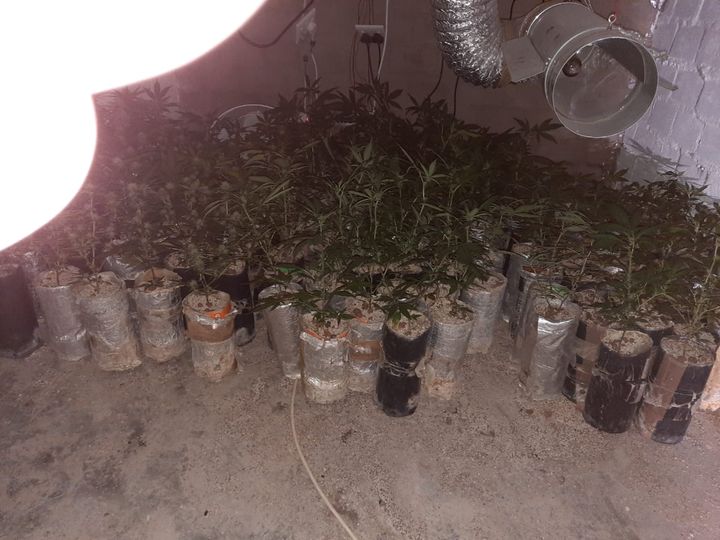 Two arrested after Hawks bust alleged dagga ‘lab’