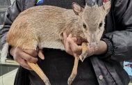 Blue Duiker injured in a dog attack in Verulam