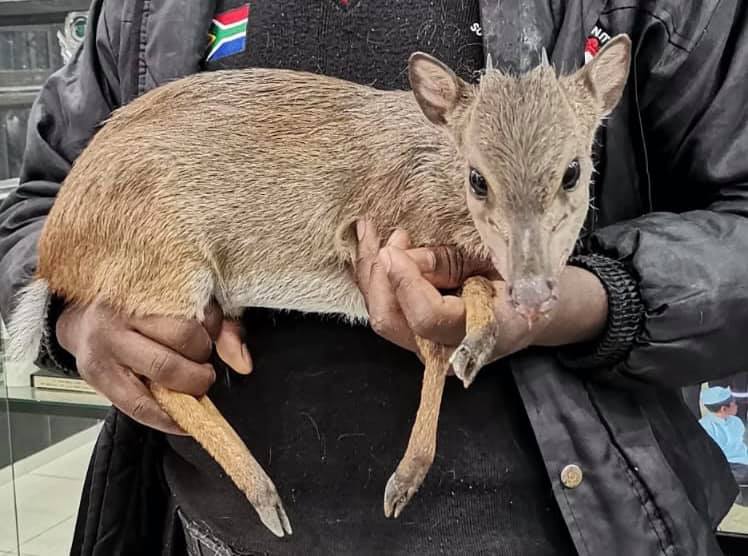 Blue Duiker injured in a dog attack in Verulam