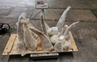 Alleged rhino horns smuggler remanded in custody