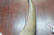 Two men arrested for possession of rhino horn