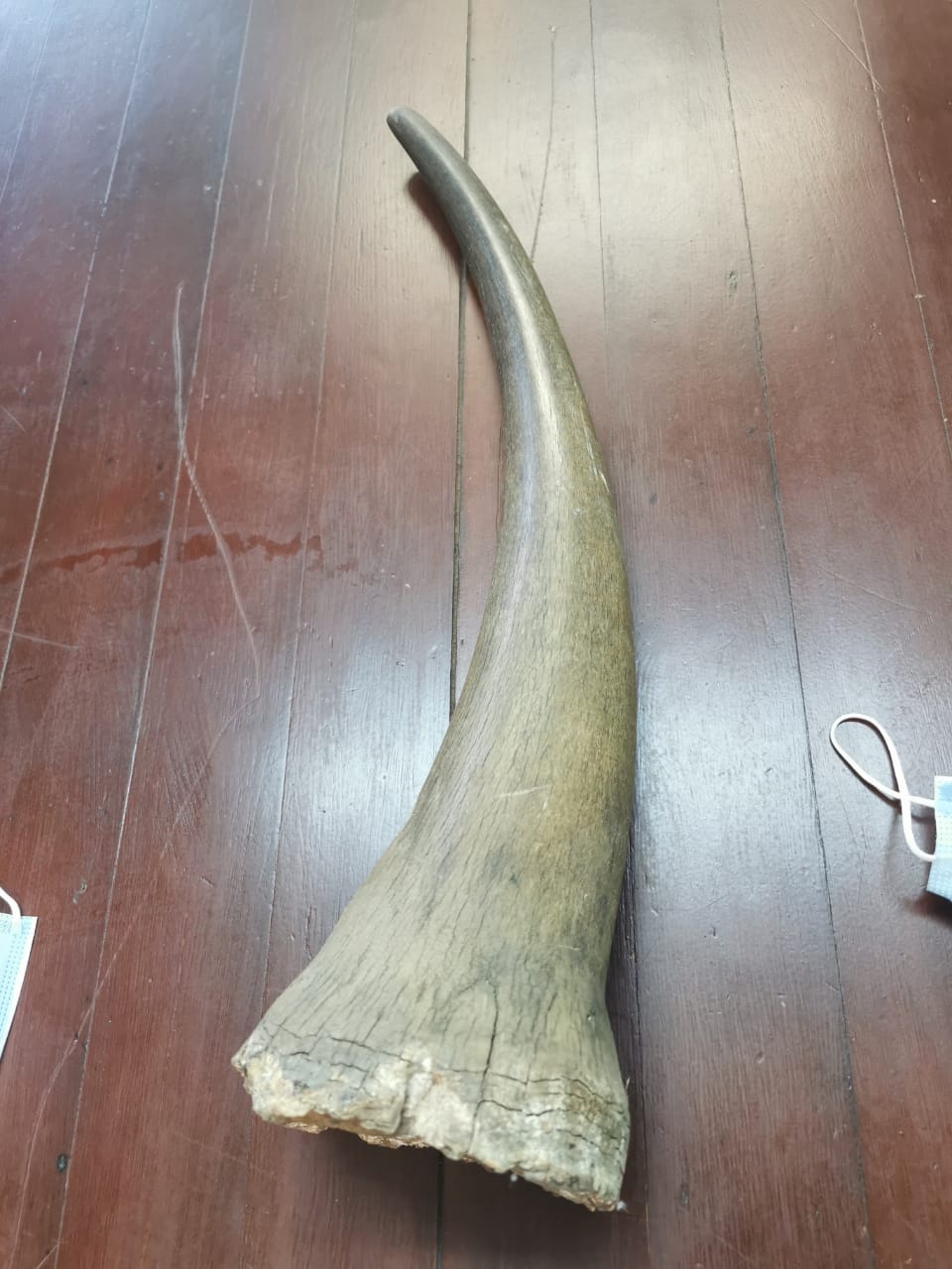Two men arrested for possession of rhino horn
