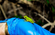 Renishaw Hills celebrates World Frog Day with successful wetlands restoration