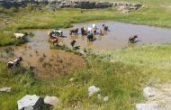121 cattle, 57 goats and 111 sheep recovered at OR Tambo District Operation