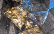 Suspects arrested with abalone