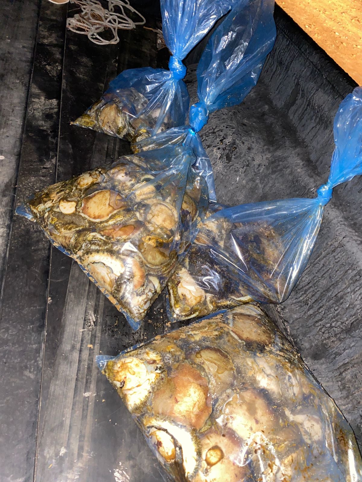 Suspects arrested with abalone