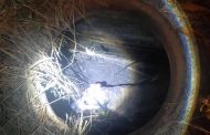 Dog rescued from manhole in Tongaat