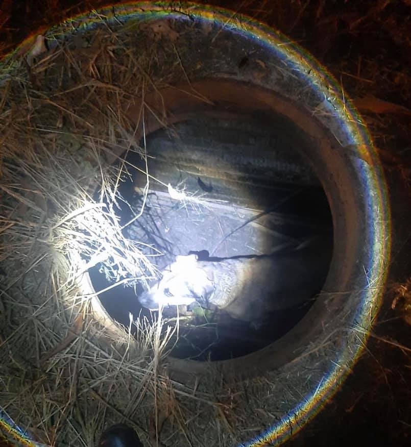 Dog rescued from manhole in Tongaat