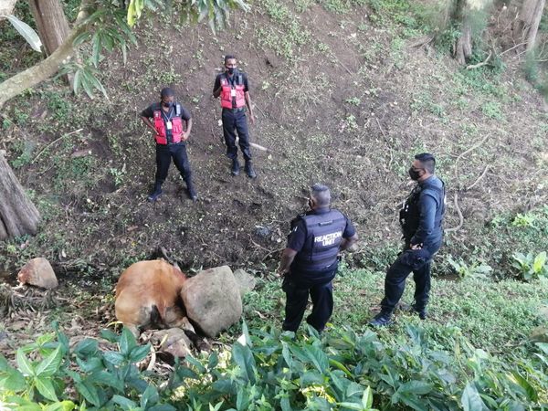 Owner of deceased cow sought in Redcliffe