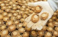 Suspects arrested for possession of abalone worth more than R1.4 Million