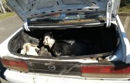 Four suspects in court for stock theft