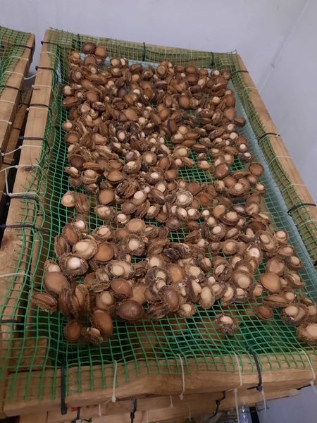 Hawks uncovers illicit abalone facility worth over R1.7 Million
