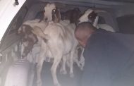 Man arrested for stock theft in Soebatsfontein