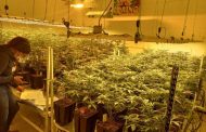 Suspects arrested for cultivation of dagga in Strand and Somerset West