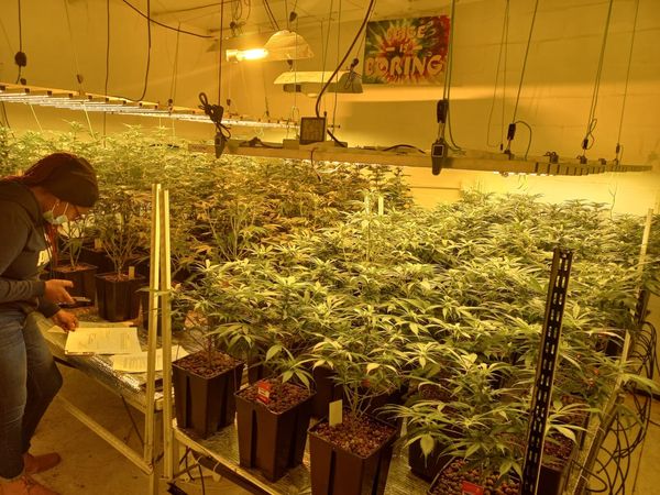 Suspects arrested for cultivation of dagga in Strand and Somerset West