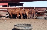 Free State police recovers 17 cattle valued at R 100 000, 00