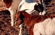 Assist police to locate possible owner/s of recovered goats