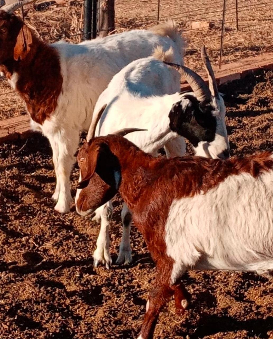 Assist police to locate possible owner/s of recovered goats