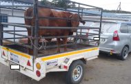 Suspects nabbed in possession of livestock