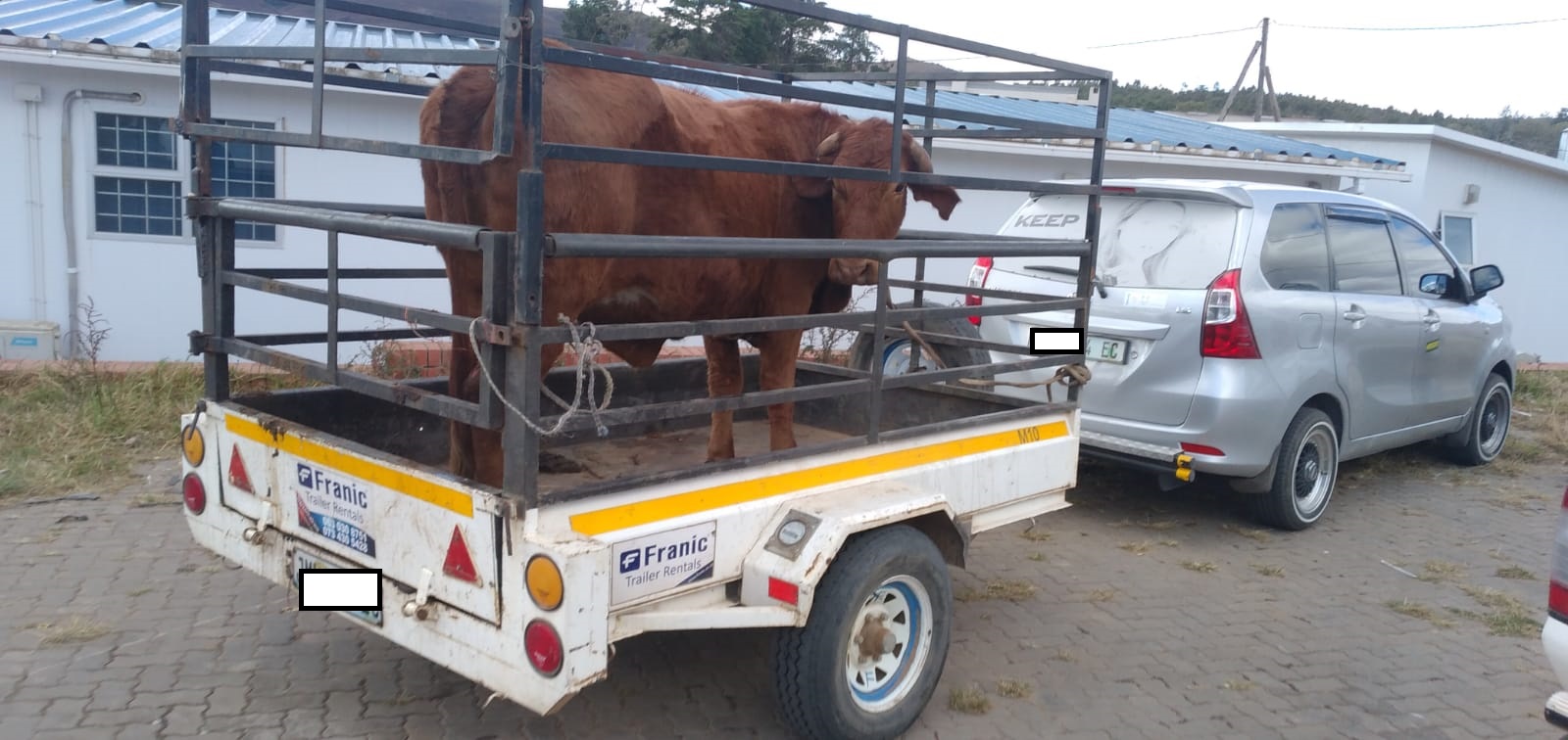 Suspects nabbed in possession of livestock