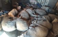 Suspects nabbed for possession of suspected stolen sheep