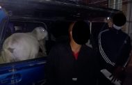 Upington Flying Squad arrest duo for stock theft