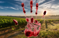 Hankey elderly farmer survives attack, police probe attempted murder