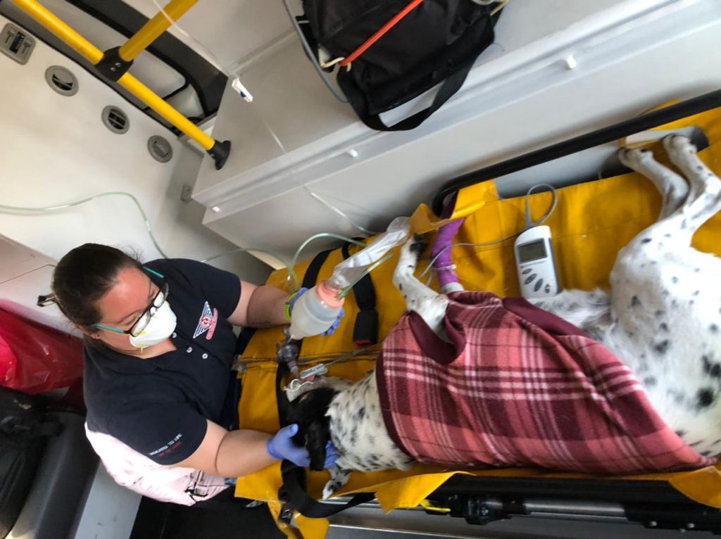 Dalmation treated after an encounter with a Cape Cobra