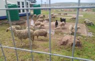 Sheep recovered in a room in Sulenkama