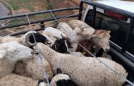 Two suspects to appear in court for possession of suspected stolen stock