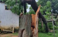 Tree collapses on daycare facility in Hambanathi