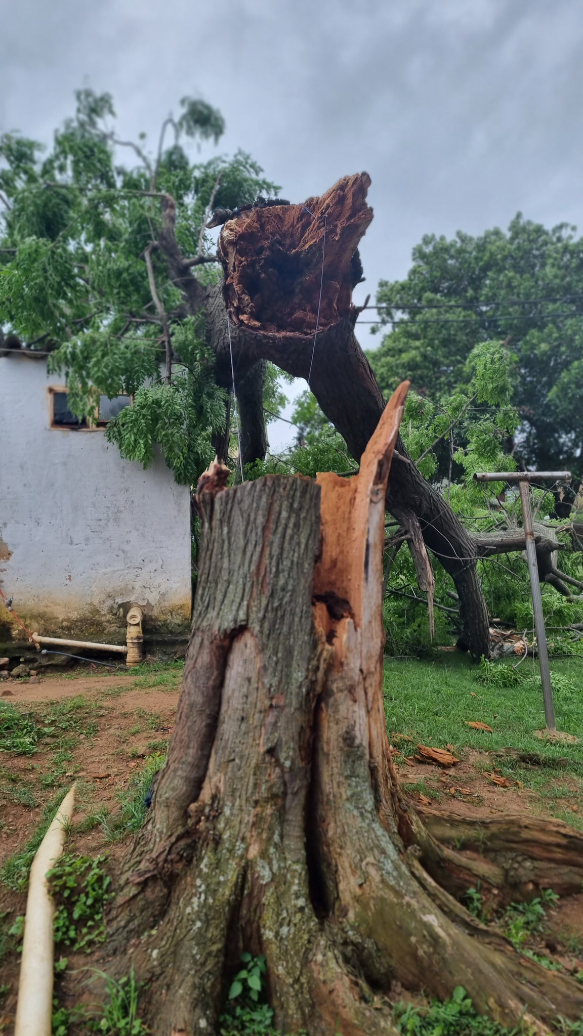 Tree collapses on daycare facility in Hambanathi