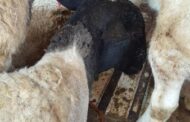 Trio arrested for stock theft