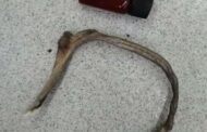 Muthi Fails Theft Suspects:  Durban - KZN