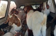 SAPS Hekpoort recovers 25 goats and arrests a 31-year-old man for Stock Theft