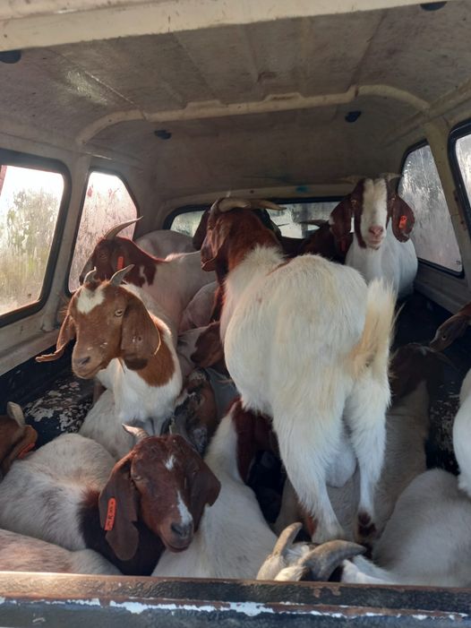 SAPS Hekpoort recovers 25 goats and arrests a 31-year-old man for Stock Theft