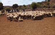 Police recover stolen livestock worth thousands in Richmond